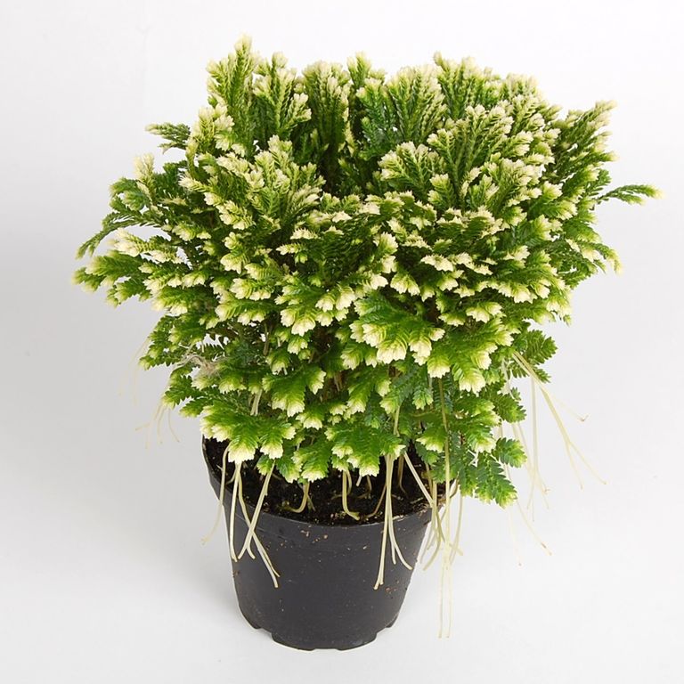 SELAGINELLA MARTENSII, 8.0 cm